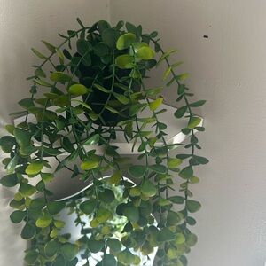 Potted vine plant 🪴